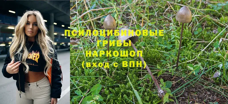 Галлюциногенные грибы Cubensis  Мегион 